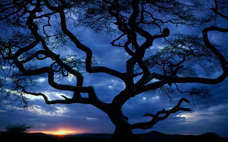 Silhouette of a tree at sunset