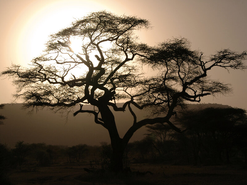 Silhouette of a tree at sunset
