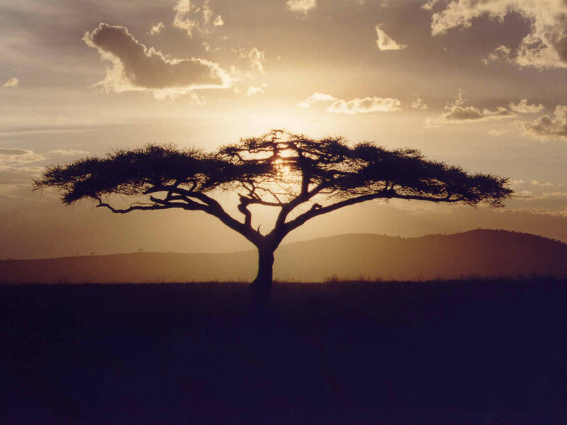Silhouette of a tree at sunset