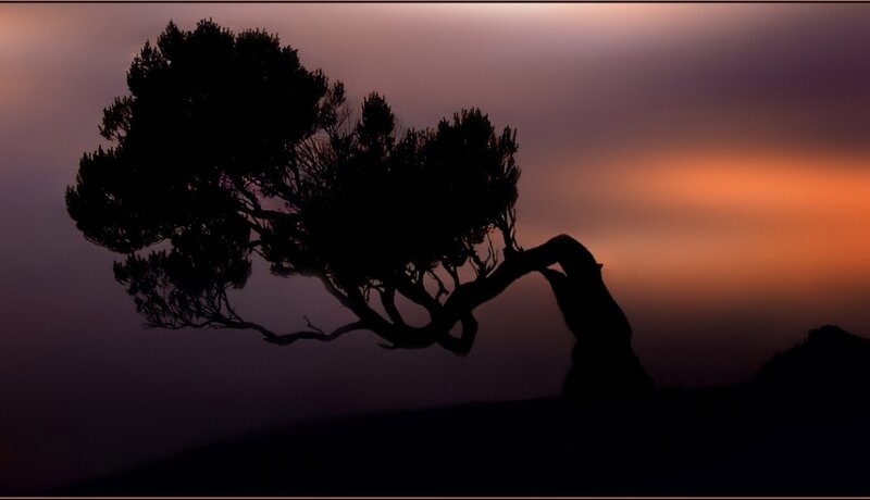 silhouette of a tree at sunset