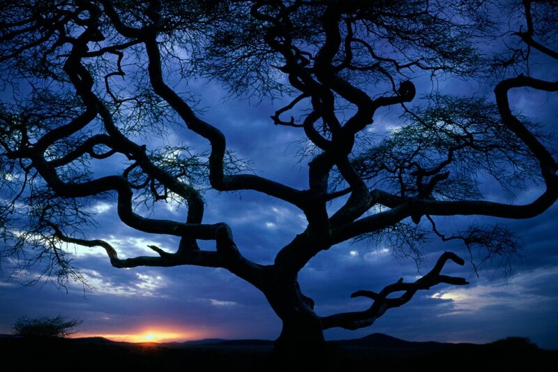 Silhouette of a tree at sunset