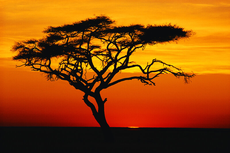 Silhouette of a tree at sunset
