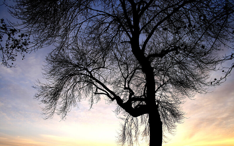 Silhouette of a tree at sunset