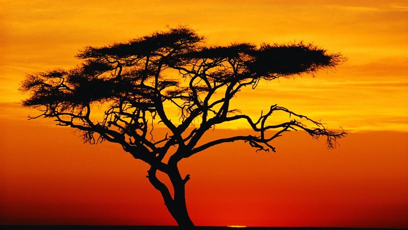 Silhouette of a tree at sunset
