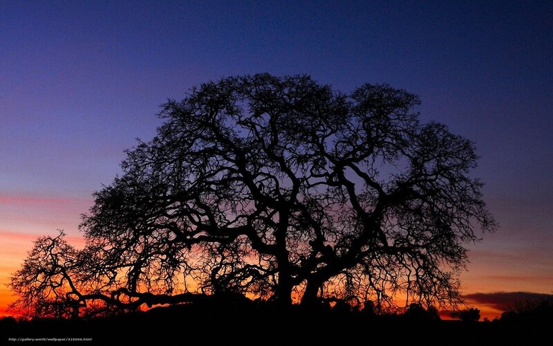 Silhouette of a tree at sunset