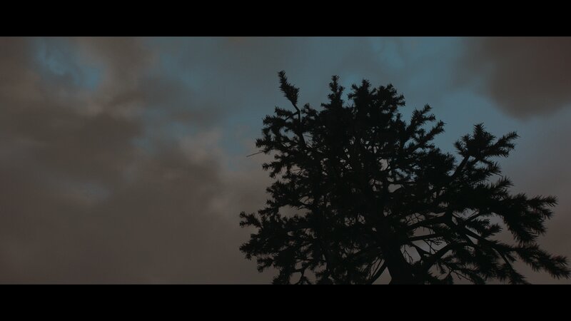 Silhouette of a Tree — Black, Dramatic, Night, Photograph