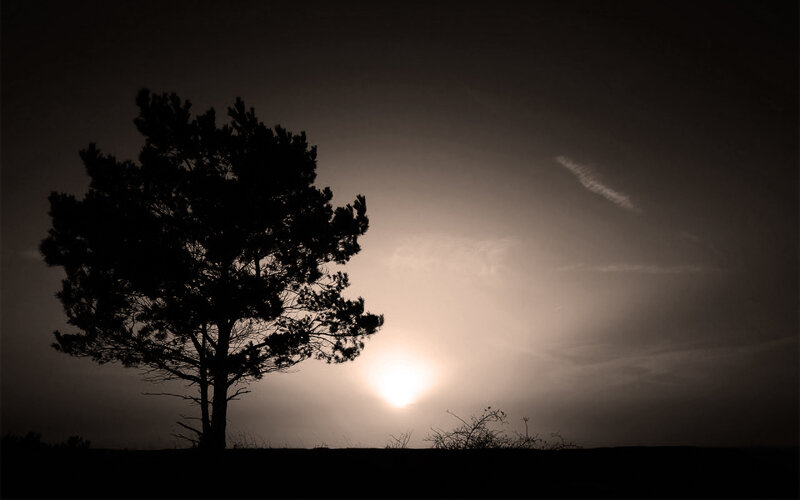 Silhouette of a Tree — Black, Dramatic, Sunset, Photograph, Sun