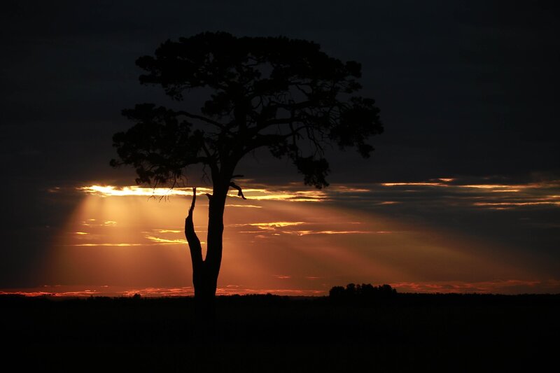 Silhouette of a Tree — Black, Dramatic, Sunset, Photograph