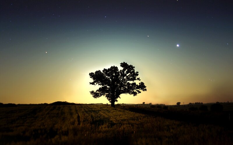Silhouette of a Tree — Black, Serene, Night, Photograph, Field