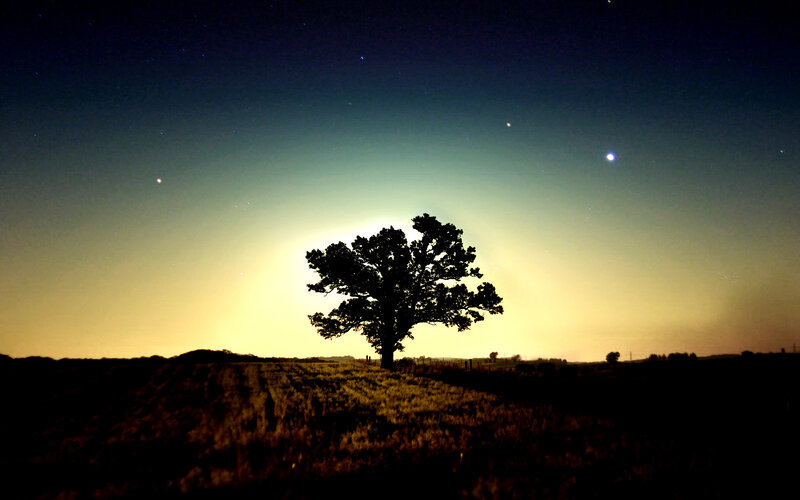 Silhouette of a Tree — Black, Serene, Night, Photograph, Stars, Field
