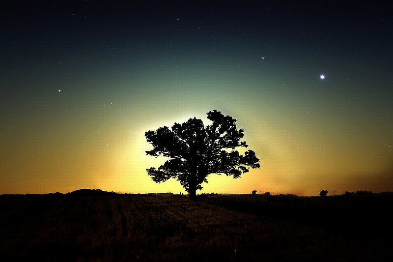 Silhouette of a Tree — Black, Serene, Night, Photograph, Stars