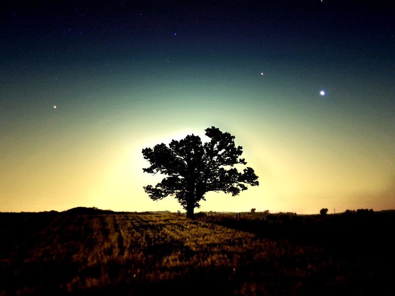 Silhouette of a Tree — Black, Serene, Night, Photograph
