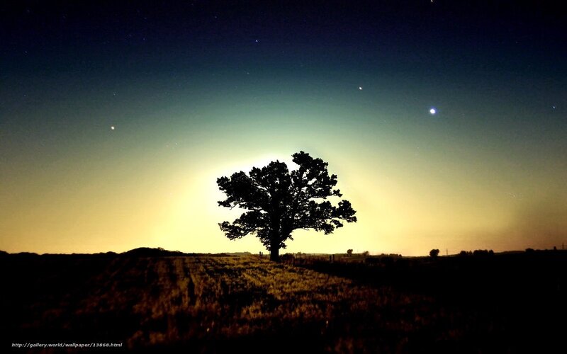 Silhouette of a Tree — Black, Serene, Night