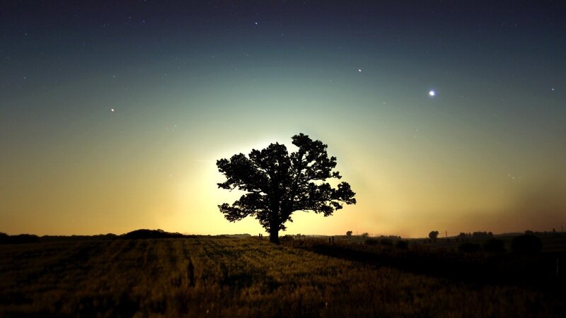 Silhouette of a Tree — Black