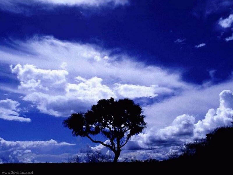 Silhouette of a Tree — Blue, Dramatic, Afternoon