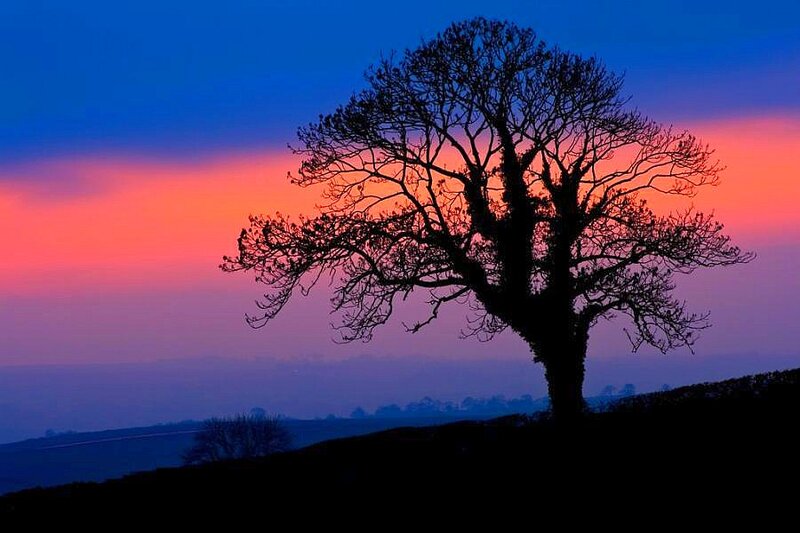 Silhouette of a Tree — Blue, Dramatic, Sunset
