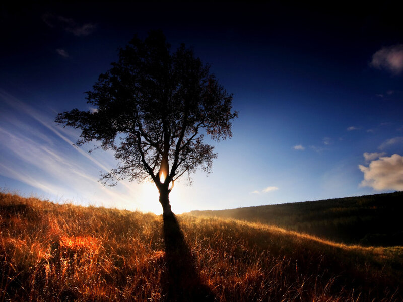 Silhouette of a Tree — Blue, Dramatic