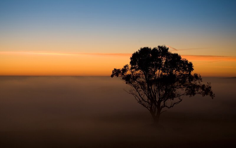 Silhouette of a Tree — Blue, Serene, Sunset, Photograph, Fog