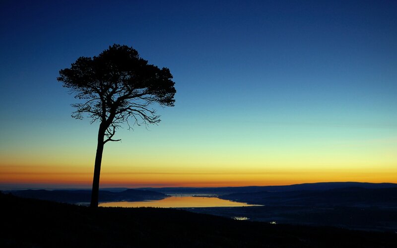 Silhouette of a Tree — Blue, Serene, Sunset, Photograph, Lake