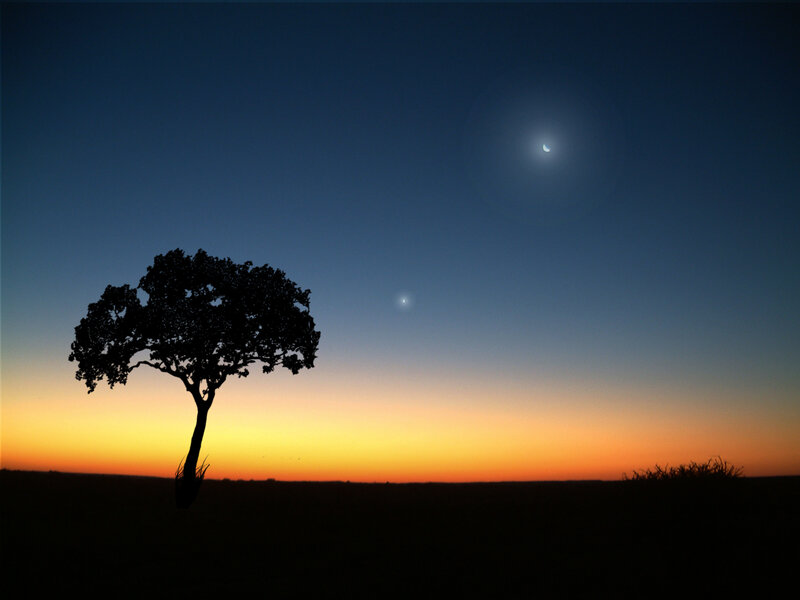 Silhouette of a Tree — Blue, Serene, Sunset, Photograph, Moon, Sky
