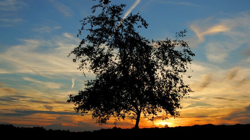 Silhouette of a Tree — Blue, Serene, Sunset, Photograph, Sky, Clouds, Horizon, Orange