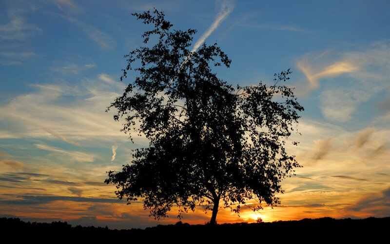 Silhouette of a Tree — Blue, Serene, Sunset, Photograph, Sky, Clouds, Horizon