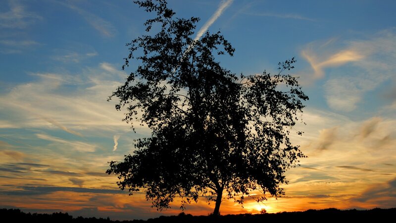 Silhouette of a Tree — Blue, Serene, Sunset, Photograph, Sky, Clouds, Sun
