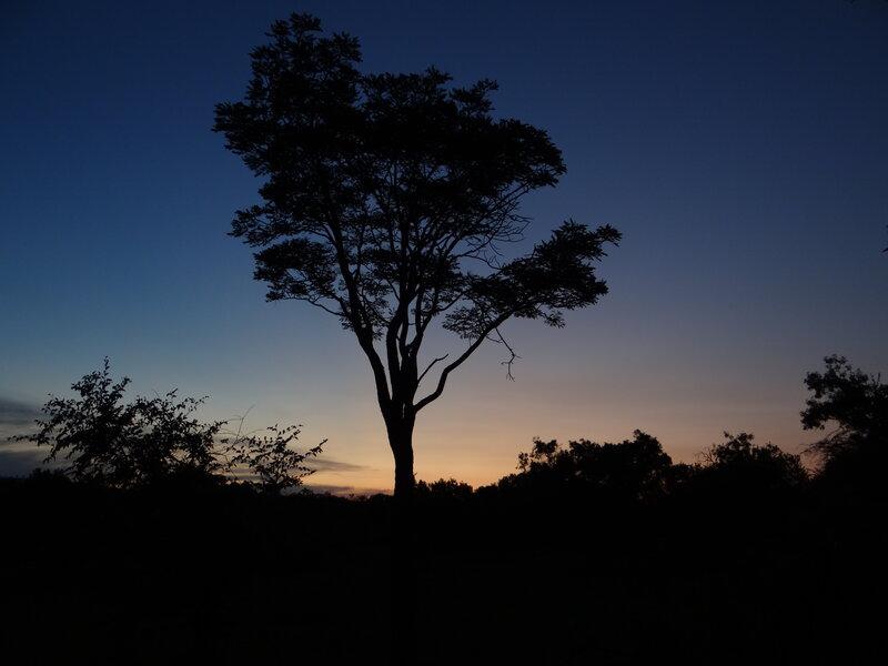 Silhouette of a Tree — Blue, Serene, Sunset, Photograph, Sky, Trees