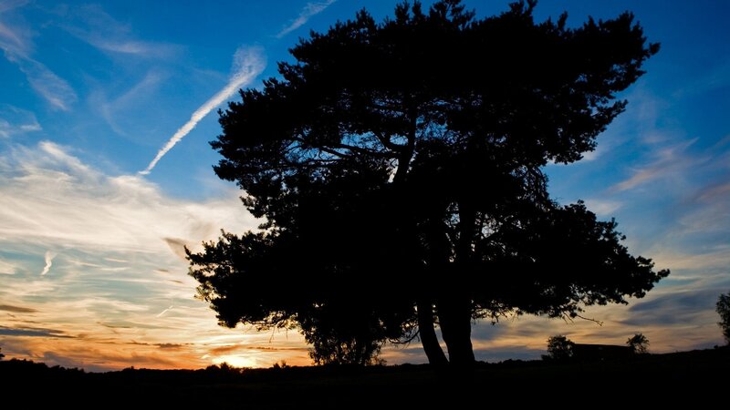 Silhouette of a Tree — Blue, Serene, Sunset