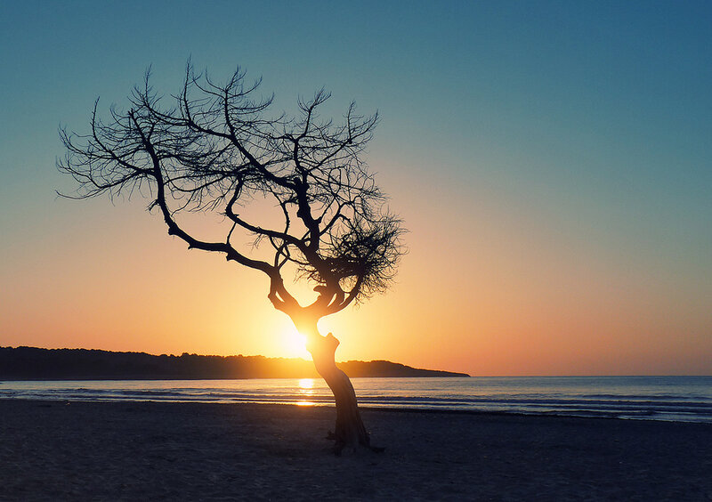 Silhouette of a Tree — Blue, Serene