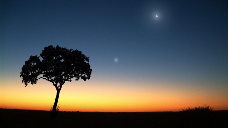 Silhouette of a Tree — Blue