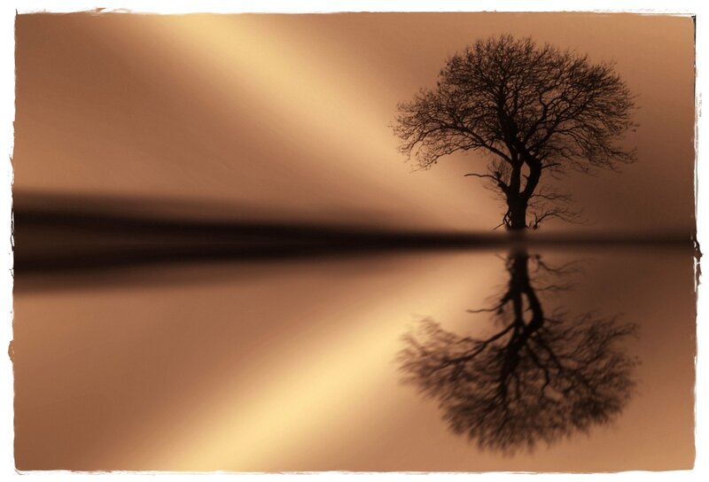 Silhouette of a Tree — Brown, Serene