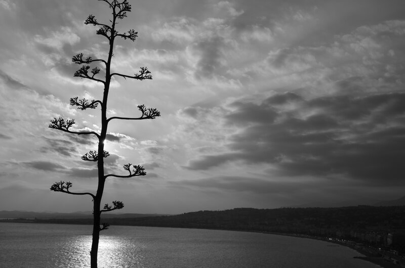 silhouette of a tree by the sea