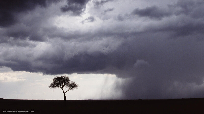 Silhouette of a Tree — Gray, Dramatic