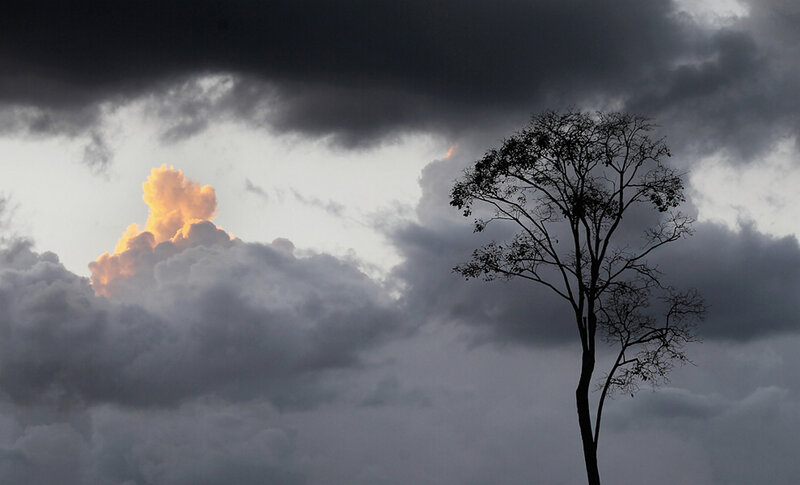 Silhouette of a Tree — Gray