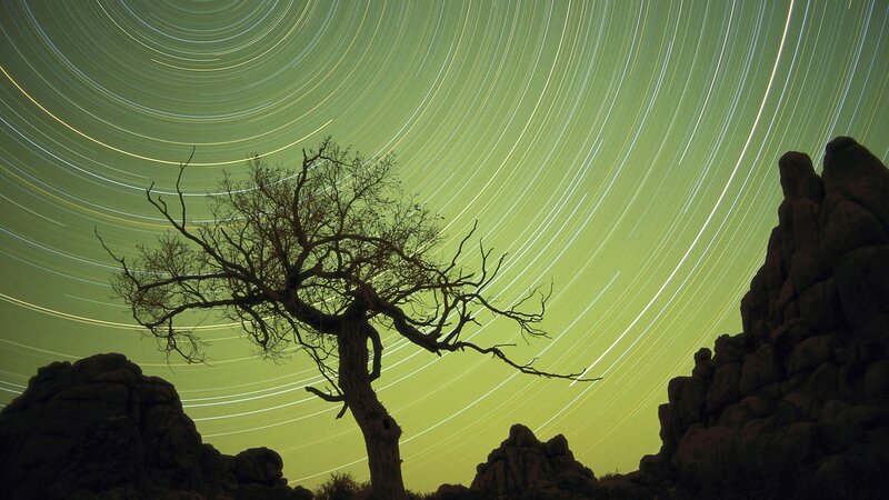 Silhouette of a Tree — Green, Dramatic, Night, Photograph