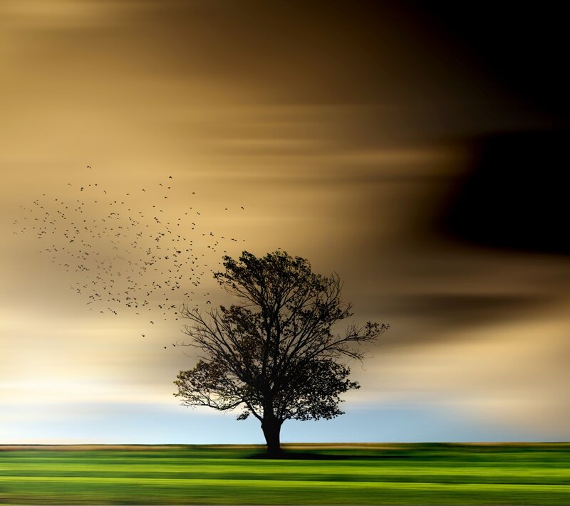 Silhouette of a Tree — Green, Dramatic, Sunset