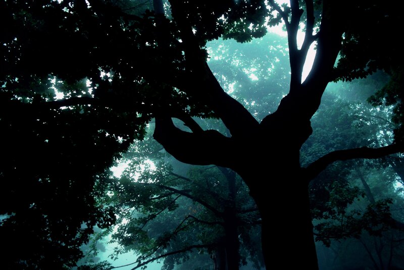 Silhouette of a tree in mist