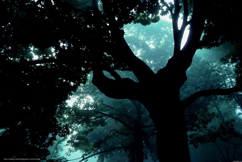 Silhouette of a tree in mist