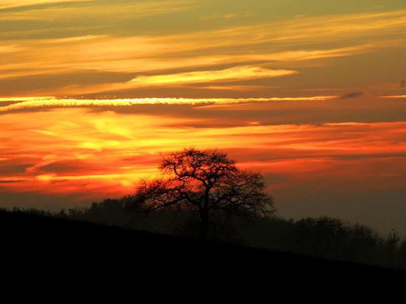 Silhouette of a Tree — Orange, Dramatic, Sunset, Photograph, Sky, Clouds, Hill