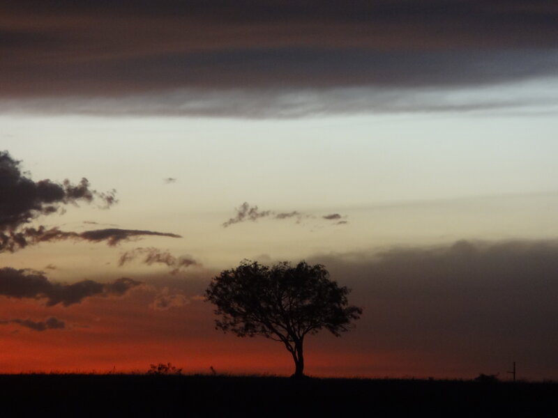 Silhouette of a Tree — Orange, Dramatic, Sunset, Photograph, Sky, Clouds