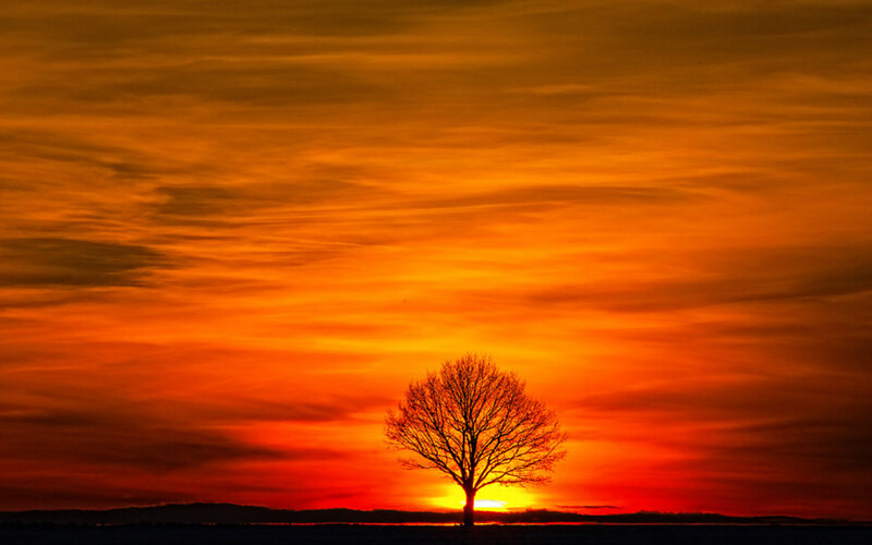 Silhouette of a Tree — Orange, Dramatic, Sunset, Photograph, Sky, Sun