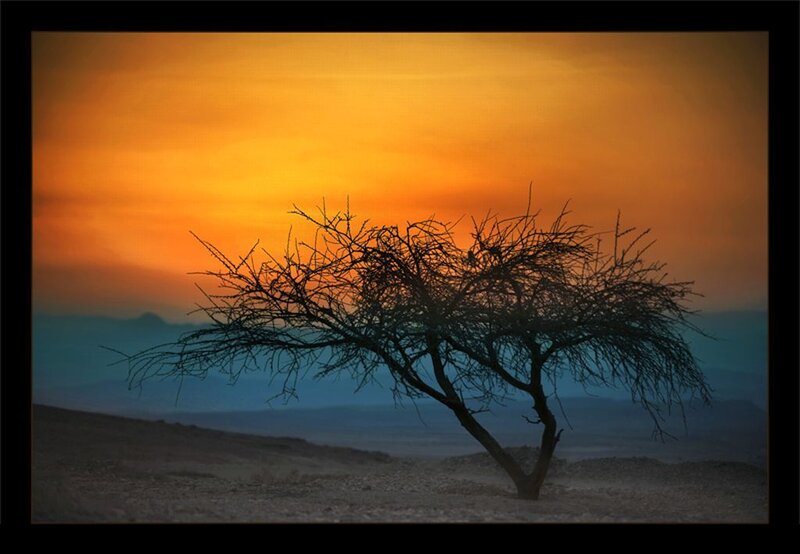 Silhouette of a Tree — Orange, Dramatic, Sunset, Photograph, Sky