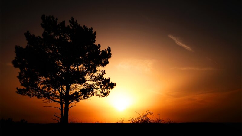 Silhouette of a Tree — Orange, Dramatic, Sunset, Photograph, Sun, Sky, Clouds