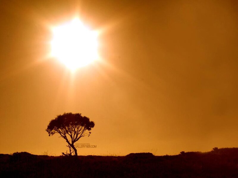 Silhouette of a Tree — Orange, Dramatic, Sunset, Photograph, Sun, Sky, Hill