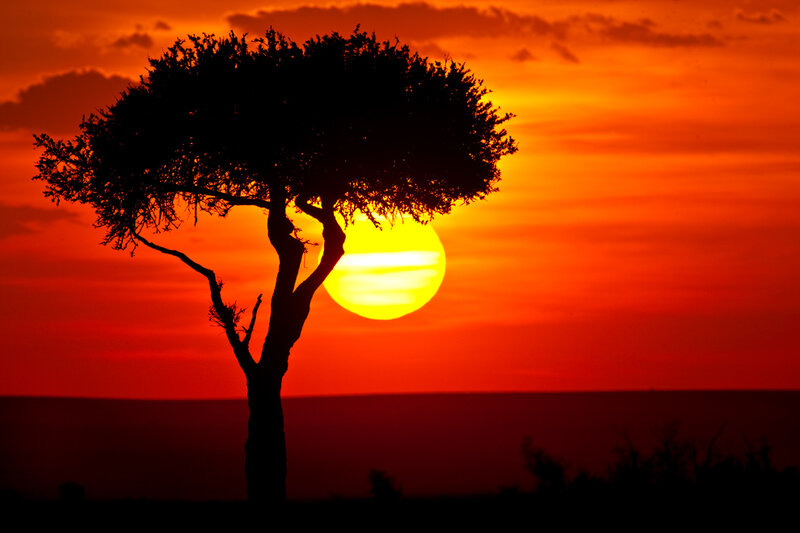 Silhouette of a Tree — Orange, Dramatic, Sunset, Photograph, Sun, Sky