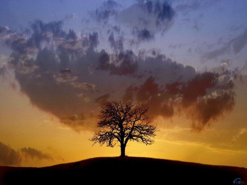 Silhouette of a Tree — Orange, Dramatic, Sunset, Photograph