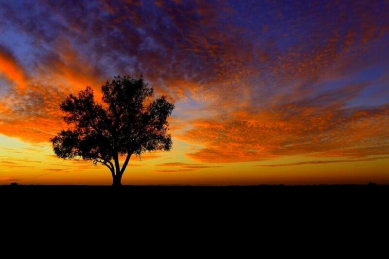 Silhouette of a Tree — Orange, Dramatic, Sunset