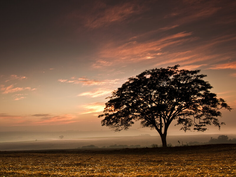 Silhouette of a Tree — Orange, Serene, Sunset, Photograph, Sky, Field