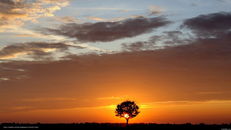 Silhouette of a Tree — Orange, Serene, Sunset, Photograph, Sun, Clouds